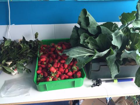 frutos e vegetais para venda no mercado biológico.